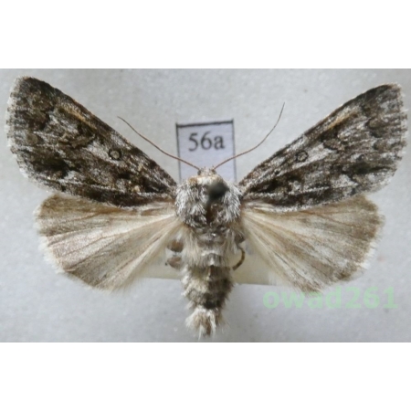 Acronicta auricoma (Denis & Schiffermüller, 1775) Czech56a